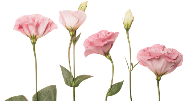Fleur